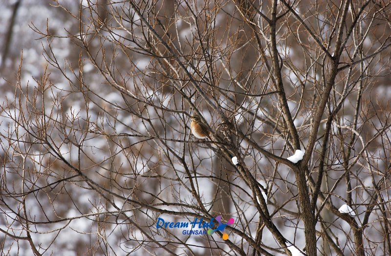 눈덮인 나뭇가지에 앉아있는 철새2