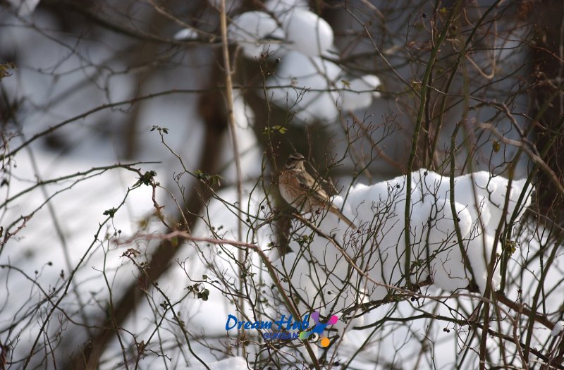 눈덮인 나뭇가지에 앉아있는 철새4