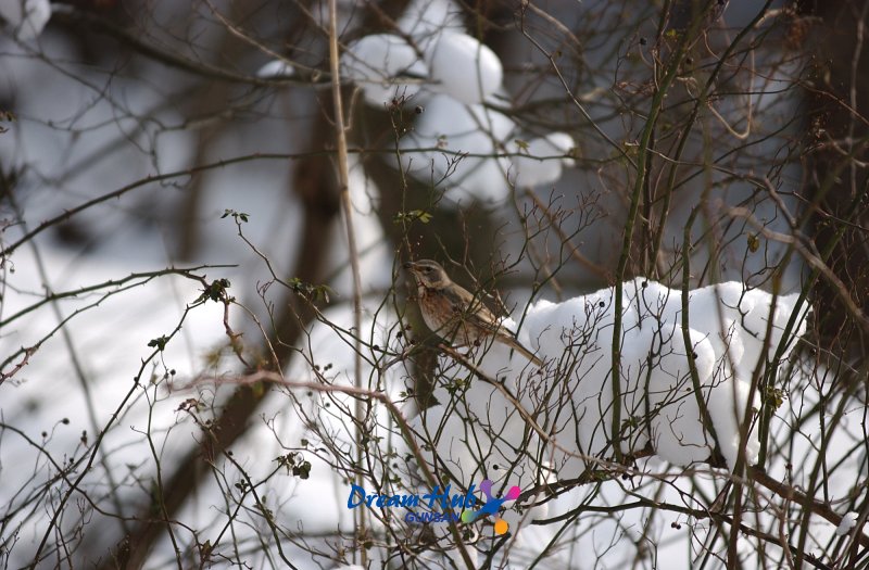 눈덮인 나뭇가지에 앉아있는 철새5