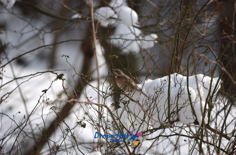 눈덮인 나뭇가지에 앉아있는 철새6