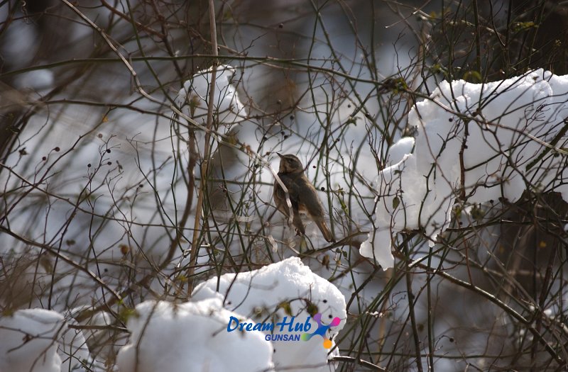 눈덮인 나뭇가지에 앉아있는 철새9