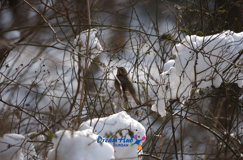 눈덮인 나뭇가지에 앉아있는 철새10