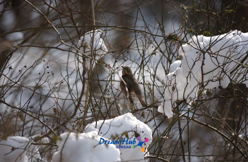 눈덮인 나뭇가지에 앉아있는 철새12