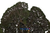 오래된 고목나무8사진(00008)