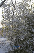 눈이 쌓인 대나무1사진(00001)