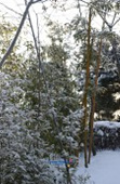 눈이 쌓인 대나무3사진(00003)
