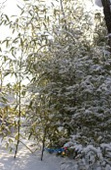 눈이 쌓인 대나무4사진(00004)