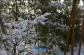눈이 쌓인 대나무6사진(00006)