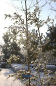 눈이 쌓인 대나무8사진(00008)