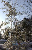 눈이 쌓인 대나무9사진(00009)