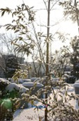눈이 쌓인 대나무11사진(00011)