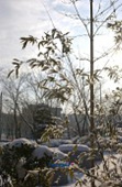 눈이 쌓인 대나무12사진(00012)