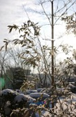 눈이 쌓인 대나무13사진(00013)