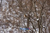 눈덮인 나뭇가지에 앉아있는 철새1사진(00001)
