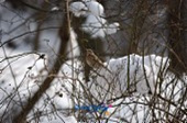 눈덮인 나뭇가지에 앉아있는 철새3사진(00003)
