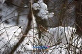 눈덮인 나뭇가지에 앉아있는 철새5사진(00005)