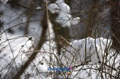 눈덮인 나뭇가지에 앉아있는 철새6사진(00006)