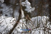 눈덮인 나뭇가지에 앉아있는 철새7사진(00007)