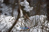 눈덮인 나뭇가지에 앉아있는 철새8사진(00008)