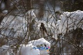 눈덮인 나뭇가지에 앉아있는 철새9사진(00009)