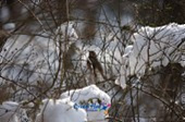 눈덮인 나뭇가지에 앉아있는 철새10사진(00010)