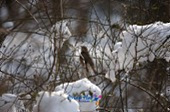 눈덮인 나뭇가지에 앉아있는 철새11사진(00011)