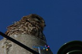 철새가 논두렁에 앉아있는 모습8사진(00008)