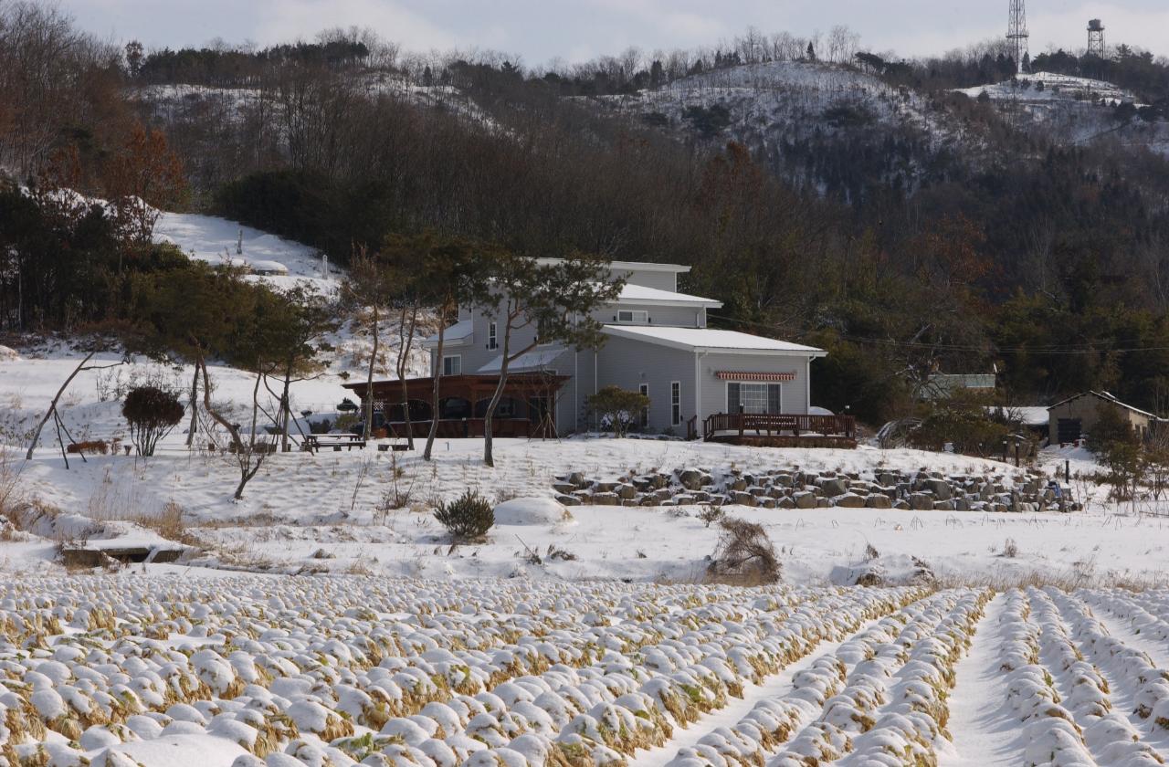 눈쌓인 배추밭 풍경8