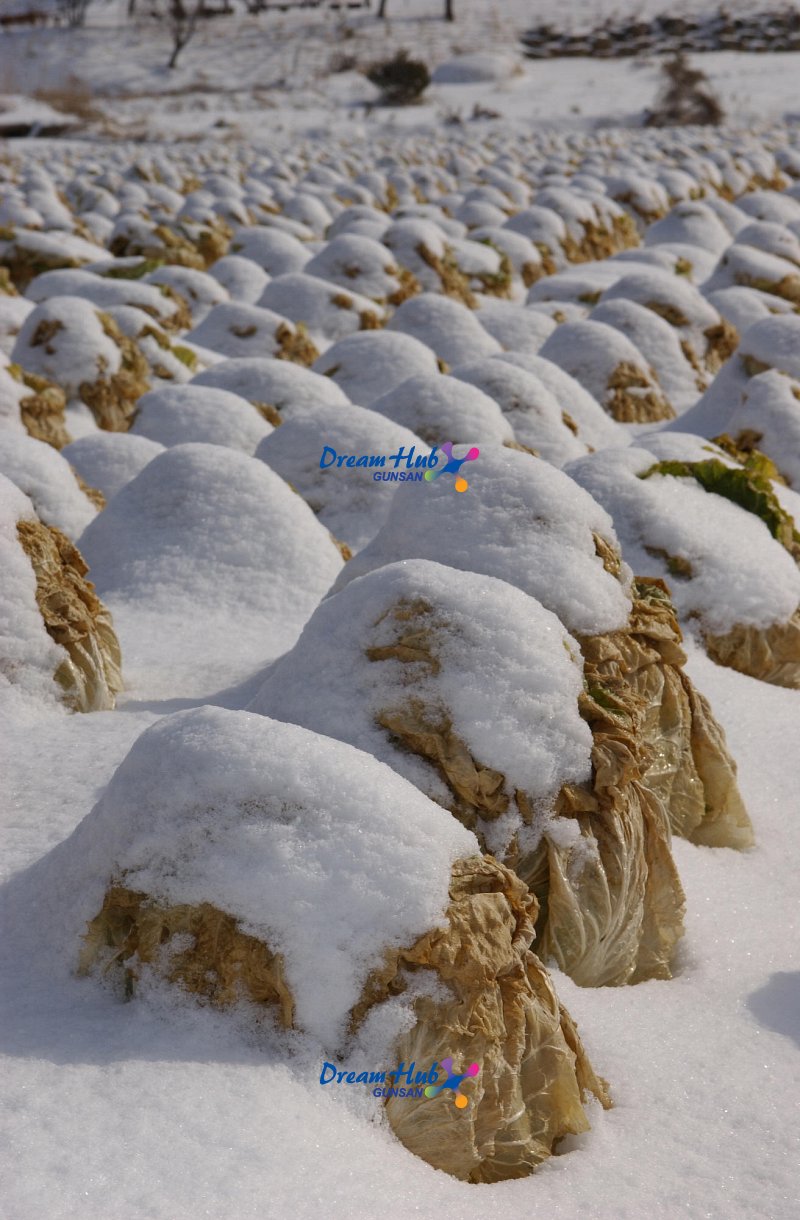 눈쌓인 배추밭 풍경5