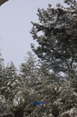 눈꽃이 활짝핀 나무숲사진(00001)