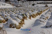 눈쌓인 배추밭 풍경1사진(00001)