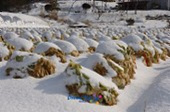 눈쌓인 배추밭 풍경2사진(00002)
