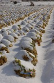 눈쌓인 배추밭 풍경3사진(00003)