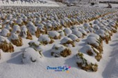 눈쌓인 배추밭 풍경4사진(00004)