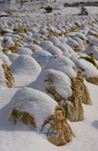 눈쌓인 배추밭 풍경5사진(00005)