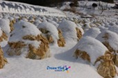 눈쌓인 배추밭 풍경6사진(00006)