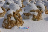 눈쌓인 배추밭 풍경7사진(00007)