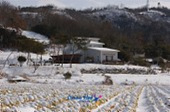 눈쌓인 배추밭 풍경8사진(00008)