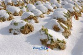 눈쌓인 배추밭 풍경9사진(00009)