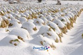 눈쌓인 배추밭 풍경10사진(00010)