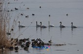 철새떼가 한가로이 물위를 거닐고 있는 풍경철새떼가 갈대밭에서 날아가는 풍경3사진(00003)