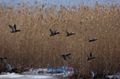 철새떼가 갈대밭에서 날아가는 풍경3사진(00008)