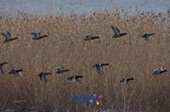 철새떼가 갈대밭에서 날아가는 풍경4사진(00009)