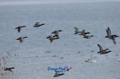철새떼가 한가로이 물위를 거닐고 있는 풍경철새떼가 갈대밭에서 날아가는 풍경7사진(00013)