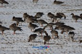 철새가 떼지어 논에서 쉬고있는 모습6사진(00013)
