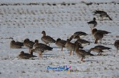 철새가 떼지어 논에서 쉬고있는 모습10사진(00017)