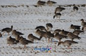 철새가 떼지어 논에서 쉬고있는 모습사진(00001)