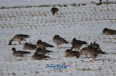 철새가 떼지어 논에서 쉬고있는 모습2사진(00002)