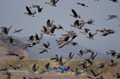철새가 논두렁에서 날아오르는 모습6사진(00007)
