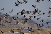 철새가 논두렁에서 날아오르는 모습7사진(00008)